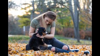 Getting a new Bernese Mountain Dog mixed pup 🐶 First time meeting a puppy [upl. by Mars]