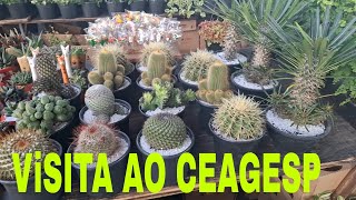 FEIRA DE PLANTAS DO DOMINGO NO CEAGESP SP💚💚 [upl. by Emmuela]