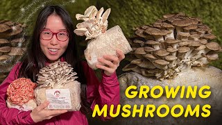 GROWING EDIBLE MUSHROOMS at Home Episode 1 [upl. by Retseh]