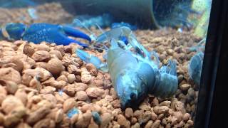 Destructor Cherax Crayfish Molting [upl. by Potts]