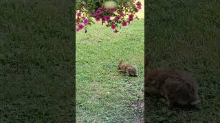 Wild rabbit with Monty Python audio clip [upl. by Kerri]