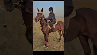 Ubbi❤️ subscribe youtube youtubeshorts horseriding youtubevideo foryou fyp foryoupage zanu [upl. by Drahnreb]