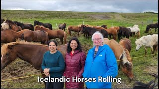 Icelandic Horses Rolling Descendants brought by Viking settlers horse horses icelandic horses [upl. by Erl]