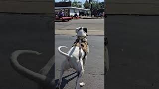 Daisy across from The recently boarded up Sneakers Bar  barking at Mad men in Turbans🤣 [upl. by Daly]