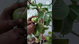 Guavas in my home garden shorts organic [upl. by Maiah]