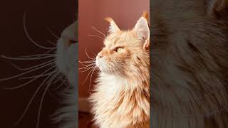 C’est mon chat c’est un Maine Coon youtube youtubeshorts pourtoi cat [upl. by Scutt]