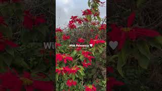 Wild Poinsettia travel tenerife poinsettia flowers red nature wildlife canaryislands view [upl. by Auqenahs856]