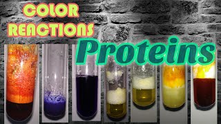 Color reactions of Proteins  Biochemistry series [upl. by Yesllek]