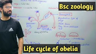 Obelia Characteristics  Life Cycle  Class Bsc Zoology [upl. by Asseneg254]