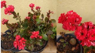 Segredo pra sua kalanchoe sempre florircomo cuidarplantar e adubação [upl. by Esaertal572]