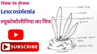 How to draw Leucosolenia Diagram  ल्यूकोसोलीनिया का चित्र  Phylum Porifera  leucosolenia easy [upl. by Enuj]