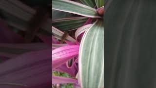 Oyster plant Tradescantia spathaceanature relaxingsound shortvideo 😌 [upl. by Ecurb83]