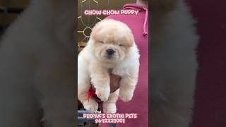 quotChow Chow PuppiesFluffy Friendly and Full of Personalityquotpets rajahmundry 9642221001 dog pets [upl. by Ethelyn505]