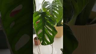 Monstera adansonii mint propagation update  new growth plants houseplants indoorplants [upl. by Gensler799]