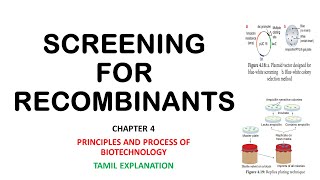 Screening for recombinantsChapter 4BotanyTamil explanationPrinciples and processes of biotech [upl. by Enelrac]