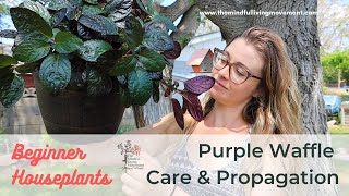 How to Propagate Purple Waffle Plant  Strobilanthes alternata Care amp Repotting [upl. by Lock]