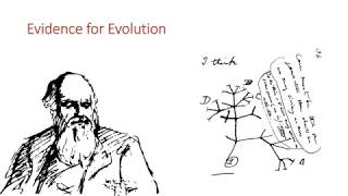 Evidence for Evolution [upl. by Faxon131]