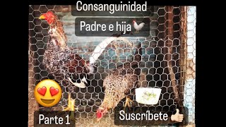 La consanguinidad en los gallos de pelea 🐓padre e hija 🇩🇴 [upl. by Grant872]