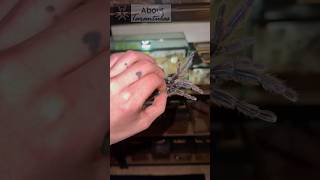 Eating my TARANTULA 😳😋 spider spiders tarantula tarantulas insects arachnids wildlife [upl. by Aleel]