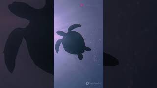 Caretta Carettas Live Story [upl. by Hayne]