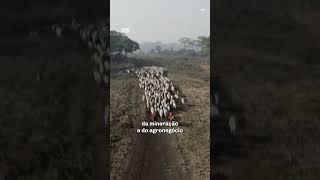 🔥Fogo na Amazônia se concentra onde agronegócio avança🔥Focos de incêndio começaram em latifundios🔥 [upl. by Casie]