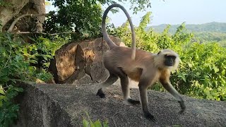 monkey attack आज तो बंदर हम लोगों को काट लेता dog vs langoor [upl. by Aiduan]