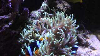 Clarkii Clownfish in Long Tentacle Anemone [upl. by Devonna]