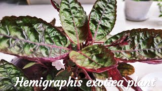 Hemigraphis exotica plant  Purple Waffle Plant Care  Malayalam [upl. by Stieglitz]