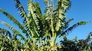 All Tropical fruit garden in Melbourne Australia [upl. by Daigle450]