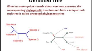 Phylogenetics Basics [upl. by Cruce]