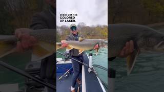 Big Lake Trout caught on the bead  product info in the description fishingshorts [upl. by Gavan]