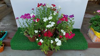 Easy Steps to Grow Phlox Plants From Seeds in Pot🪴SEED TO FLOWERING बीज से फ़्लॉक्स का पौधा उगाएँ🌱 [upl. by Corb]