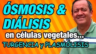 Ósmosis y Diálisis en células vegetales y sus efectos Turgencia y Plasmólisis [upl. by Arbrab299]