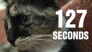 127 Seconds 127 Hours with a Cat [upl. by Fan]