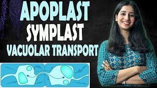 Apoplast Symplast and Vacuolar Pathway II Plant Physiology I Transport in Plants I [upl. by Ecirtemed]