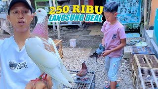 TANPA NAWAR DAN GAK SANGKA BOCAH INI PANDAI MEMILIH BURUNG [upl. by Analah]