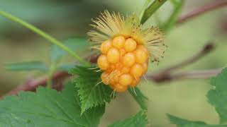 Salmonberry [upl. by Nraa949]