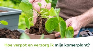 KAMERPLANTEN  Hoe verpot en verzorg ik mijn kamerplant [upl. by Capon]