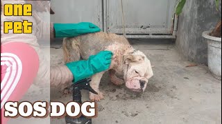 English Bulldog Completes Treatment for Severe Dermatitis [upl. by Nelyak162]