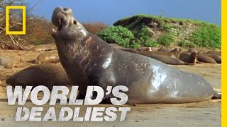 Elephant Seal vs Elephant Seal  Worlds Deadliest [upl. by Egon]