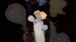 Pilosocereus leucocephalus 🇧🇷 Flores nocturnas [upl. by Arvy221]