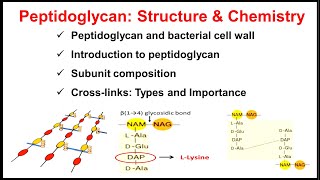 Peptidoglycan  Structure and Chemistry of Peptidoglycan  Part2 of Bacterial Cell Wall [upl. by Rodoeht383]