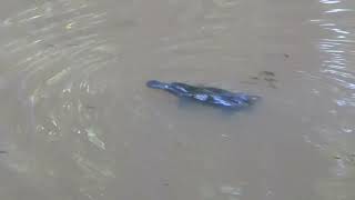 An itchy platypus with a research tag near Yungaburra Atherton Tablelands north Queensland [upl. by Ahsem]