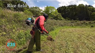 【 Rice Field 】 Grass cutting shindaiwa JPNRK3026PT254cc Chapter235 [upl. by Stanislaus]