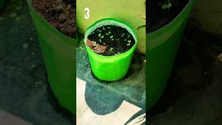 Grow Radish At Home quotTIMELAPSEquot [upl. by Spears]