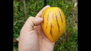 Subtropical Pepino easy to grow in Cool Climate [upl. by Averat53]