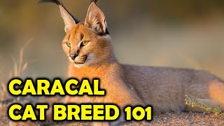 Caracal Cat Breed 101 Everything You Should KnowAll Cats [upl. by Scrogan]