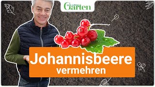 Johannisbeeren vermehren Einfache Anleitung [upl. by Nesaj738]