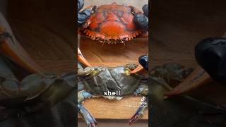 Difference bw Hardshell amp Softshell Crabs 🦀🦀 shorts [upl. by Eblehs]