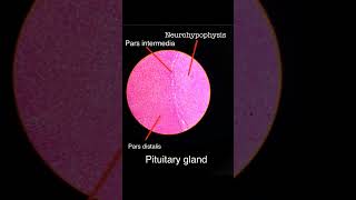 ANATOMY  HISTOLOGY  PITUITARY GLAND  IDENTIFICATION FEATURES mbbs anatomy histology doctor [upl. by Attelrak504]